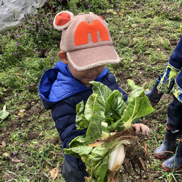 Le potager et ses légumes